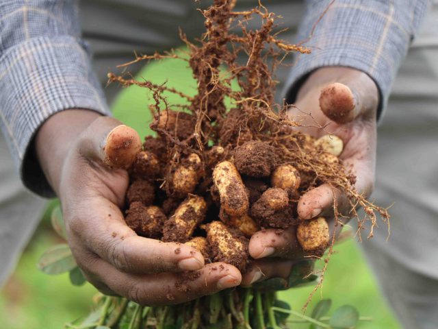 New Groundnut Variety released by Haramaya Univesrsity